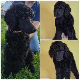 Girl 6 - Poodle puppy in Mayfield Heights, Ohio from Sheridance Poodles