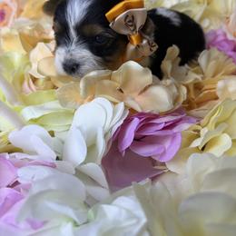 Pepper - Parti female Yorkshire Terrier puppy in Illinois from Pretty Little Yorkies