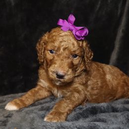 Goldendoodle Puppies from Angie's goldendoodles