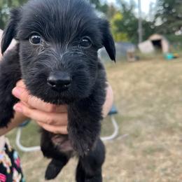 Harry - Gray male Skye Terrier puppy in Great Falls, Montana from Treasure State Kennels