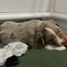 Australian Shepherd Puppies from Dream E River Ranch