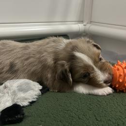 Australian Shepherd Puppies from Dream E River Ranch