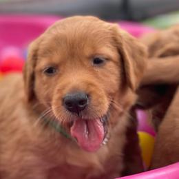 Girl 7 - Dark golden Golden Retriever puppy in Orange County/North San Diego County, California from Golden Noses, LLC.