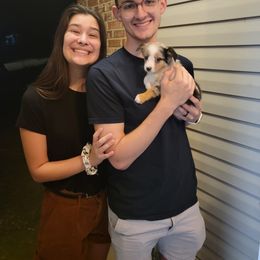 American Corgi and Pembroke Welsh Corgi Puppies from Koko's Kennels