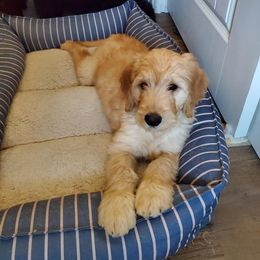 Goldendoodles from Sweet and Savory Goldendoodles