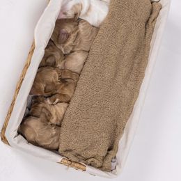 Cockapoo and Goldendoodle Puppies from Vino and Vespa Doodles