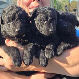 Boy 2 - Black Mudi puppy in Bolingbrook, Illinois from Szomorú Füz Mudi Kennel/Weeping Willow Mudi Kennel