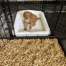 Poodle Puppies from Pawsable Prospects