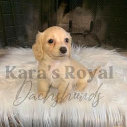 Dachshund Puppies from Karas Royal Dachshunds