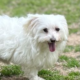 Scarlet - Maltese
