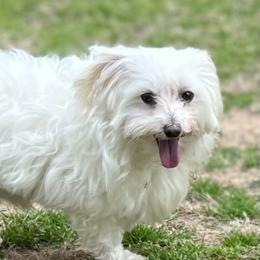 Scarlet - Maltese