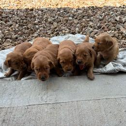 Boy 4 - Dark golden male Golden Retriever puppy in Marshfield, Missouri from Hilltop Kennel LLC