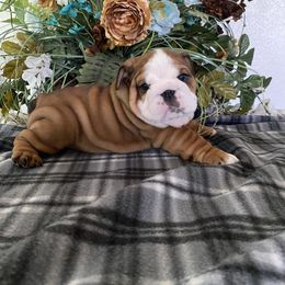 Bulldog Puppies from High Mountain Family Bulldogs