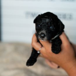 Labrador Retriever and Portuguese Water Dog Puppies from Hilltop Portuguese Water Dogs