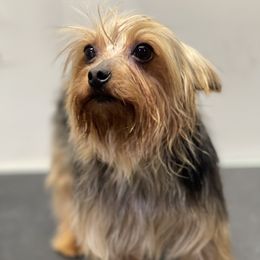 Rascal - Yorkshire Terrier