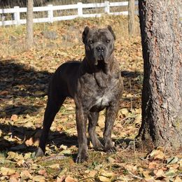 Hops - Cane Corso