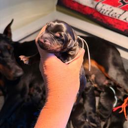 Boy 2 - Black and rust male Doberman Pinscher puppy in Vernonia, Oregon from Living Hope Dobies and Doxies