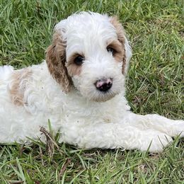 Goldendoodles from Cooper’s Doodles