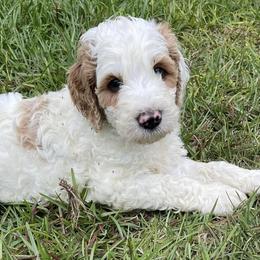 Goldendoodles from Cooper’s Doodles