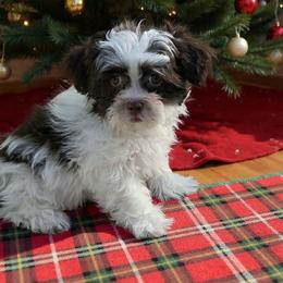 BFF Reggie - Brown male Mi-Ki puppy in Oakley, Michigan from BFF Mi-Kis