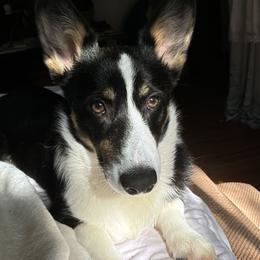 Pembroke Welsh Corgi Puppies from Ruidoso's Crowned Companions