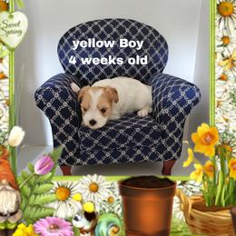 Yellow Parti boy - Parti male Yorkshire Terrier puppy in Inverness, Florida from Luvayorkie&more