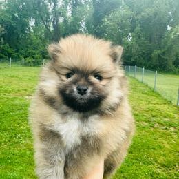 Tate - Orange sable male Pomeranian puppy in Uniontown, Pennsylvania from Oh So Sassy Poms