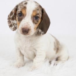 Pebbles - Chocolate and tan female Dachshund puppy in Desloge, Missouri from Snows Doxies