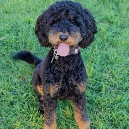 Wren - Bernedoodle