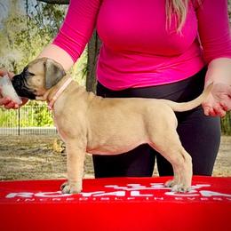 Girl 3 - Fawn female Bullmastiff puppy in Palm Bay, Florida from Alicia's Pups