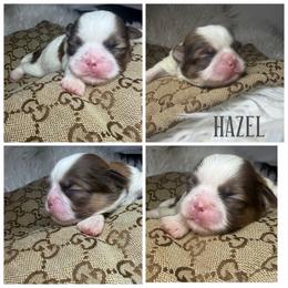 Hazel - Liver and white female Shih Tzu puppy in Coolidge, Arizona from Shih Tzu’s  ‘N’ Love