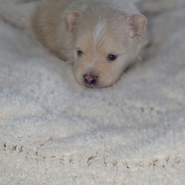 Cream Soda - Orange parti male Pomeranian puppy in Arthur, Illinois from Dachs and Poms