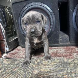 Bluey - Gray female Cane Corso puppy in Centerville, Georgia from Kane Corso Kennels