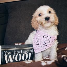 Luna - Bright Green Collar Female - Parti female Goldendoodle puppy in Eunice, Louisiana from Maison De Pawz