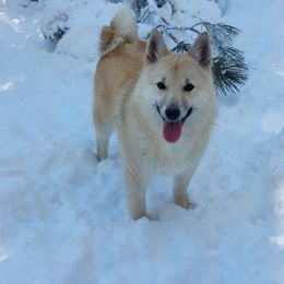 Norwegian Buhund Puppies from Zodiac ranch