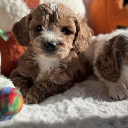 Aussiedoodle and Cavapoo Puppies from Pawsome Aussie Doodles and Oodles