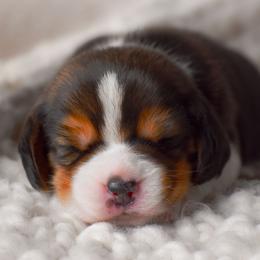 Miles - Black tan and white male Beagle puppy in Caldwell, Ohio from Folklore Kennel