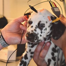 Dalmatian Puppies from Sublime Dalmatians