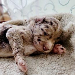Aussiedoodle Puppies from RiverCity Doodles