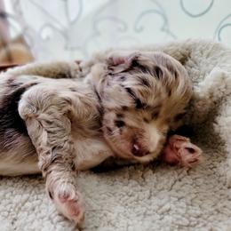 Aussiedoodle Puppies from RiverCity Doodles