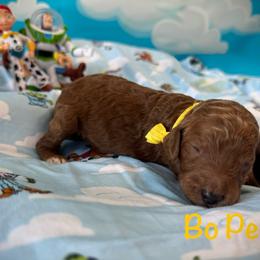 Bo-Peep - Red  female Poodle puppy in Houston, Texas from McEnery Standard Poodles
