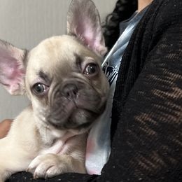 French Bulldogs from Noel’s Frenchies