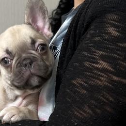 French Bulldogs from Noel’s Frenchies