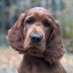 Irish Setter All Grown Up from Greenbank Hollow Farm