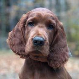 Irish Setter All Grown Up from Greenbank Hollow Farm