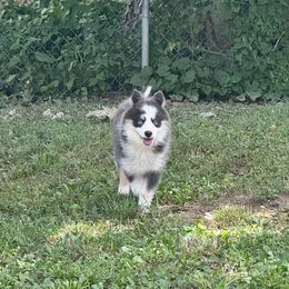 Magneto - Blue male Pomsky puppy in Boonville, Indiana from Elysian Pomskies