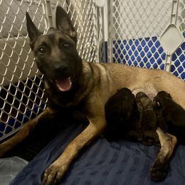 Dutch Shepherd puppies from Fontana Farm