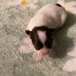 Junie - Chocolate and white female Chihuahua puppy in Red Bluff, California from Aye Chihuahua