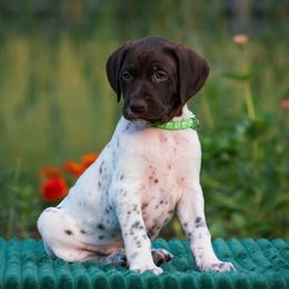 Harbor - Liver and white male German Shorthaired Pointer puppy in Chocowinity, North Carolina from Foxtail Hollow