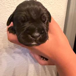 Red collar female - Black female Cane Corso puppy in St. Augustine, Florida from RG2 Cane Corsos